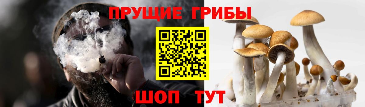 Псилоцибиновые грибы Cubensis Норильск